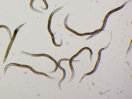 NEMAControl Carpocapsae (gel)250 miljoen