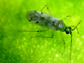 feromoon PheroNesi (div. plagen) 10/pak