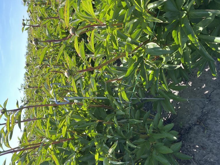 pioen-touw-steun 850x300x6mm 4 oortjes