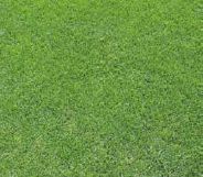 mollengaas Talpa maas 17mm 1x200m