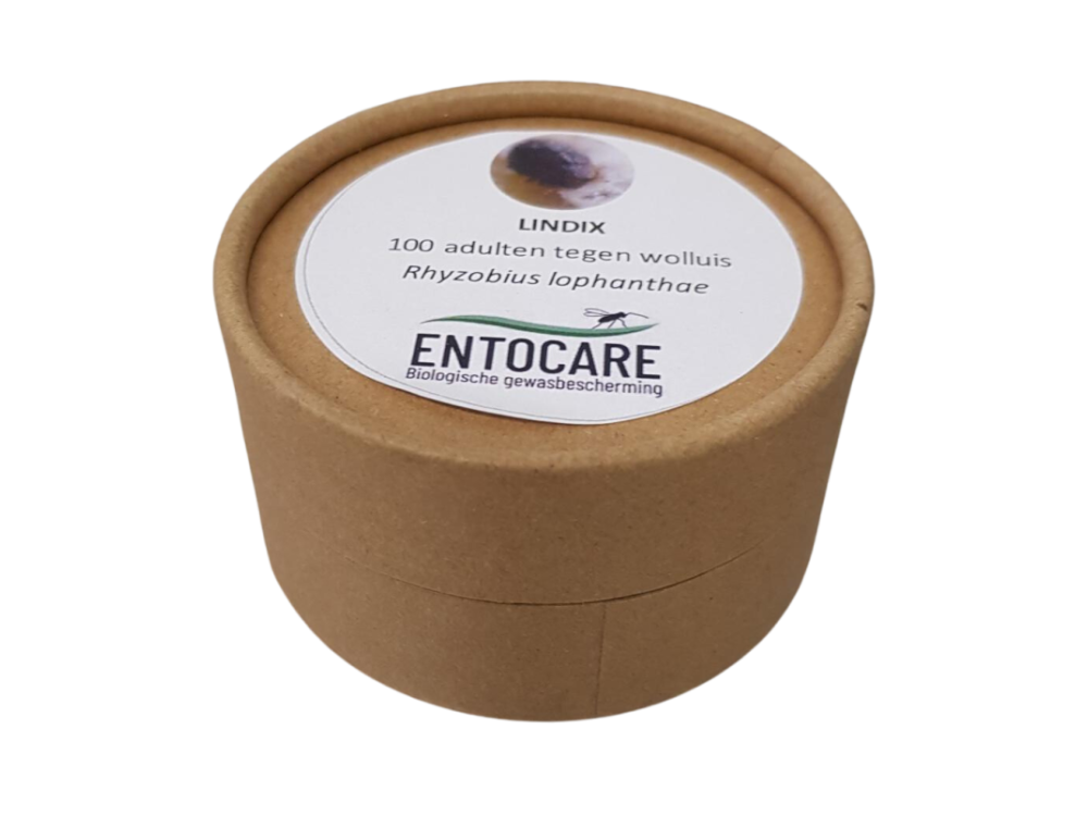 LINDIX Rhyzobius lophanthae 100/bakje