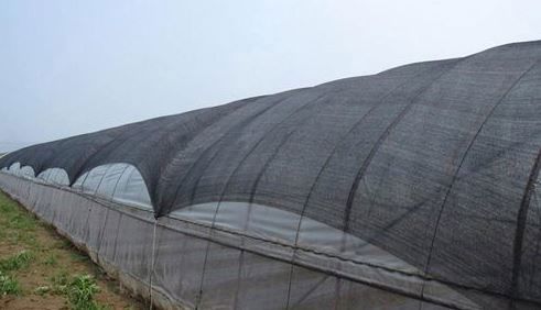 schermgaas quadra 140M 3x100mtr groen