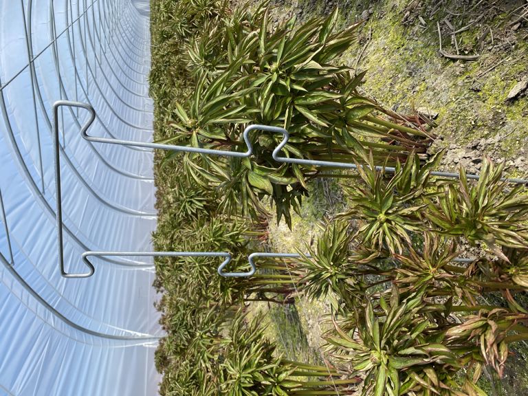 pioen-touw-steun 850x300x6mm 4 oortjes