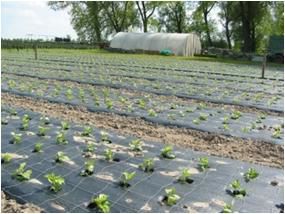 mulchfolie zwart 150cm 30mu 1000m