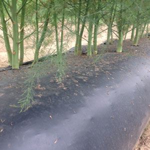 biofolie zwart 180cm 18mu 1000m/rol