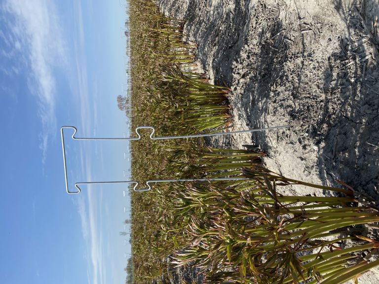 pioen-touw-steun 850x300x6mm 4 oortjes