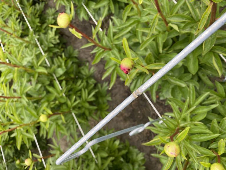 pioen-touw-steun 900x250x6mm 6 oortjes