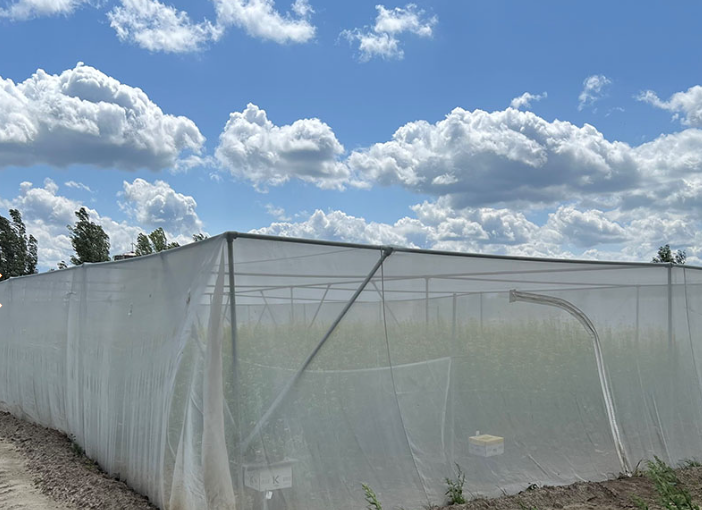 wittevliegengaas maas 0,27x0,88mm 5x200m