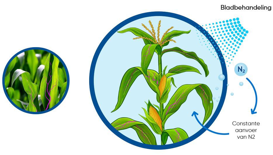 BlueN Stikstofbindende bacteriën 1kg