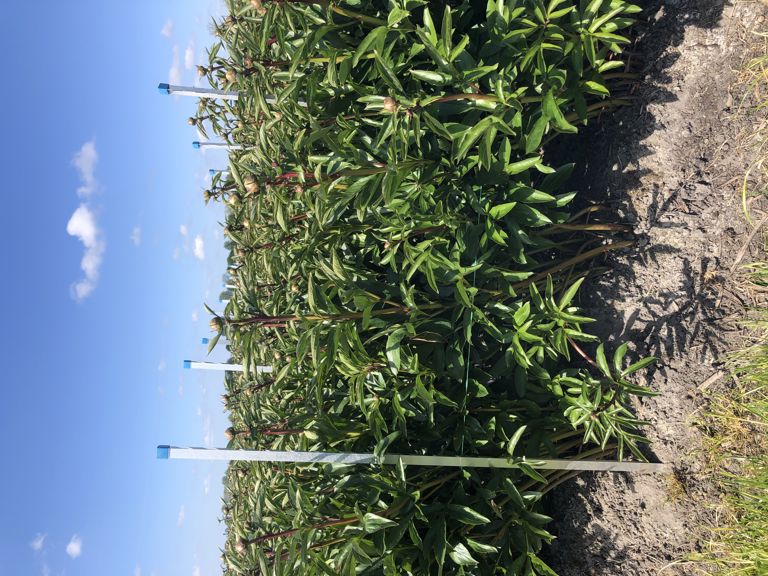 alu. T-profiel 120/15 smal, excl. dop