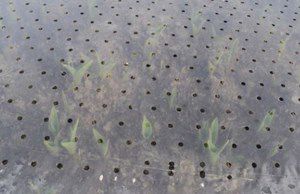 folie geperf. 1400cm 50mu 100m +gat 10mm