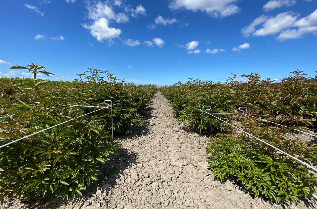 pioen-touw-steun 650x265x6mm 2e hands