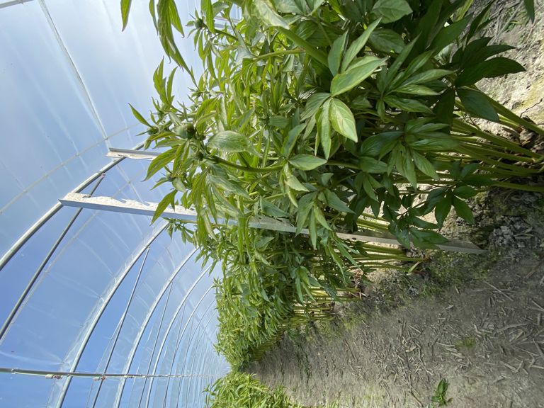 alu. T-profiel 120/15 smal, excl. dop