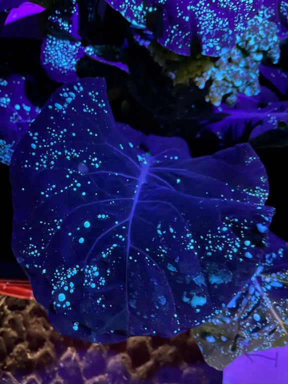 Blacklight zaklamp 110 x 45mm 51 Leds