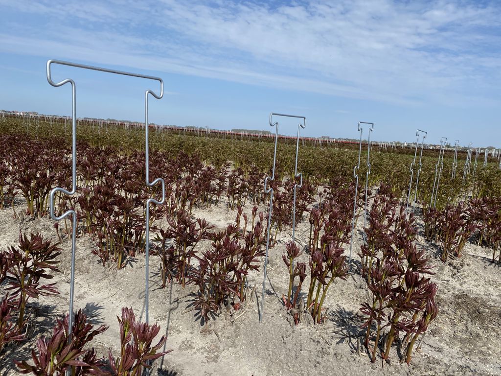 pioen-touw-steun 850x300x6mm 4 oortjes