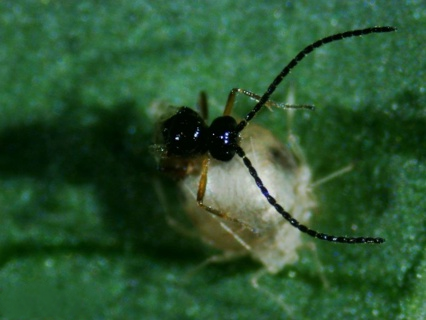 Aphidius ervi 1.000/koker (BI)