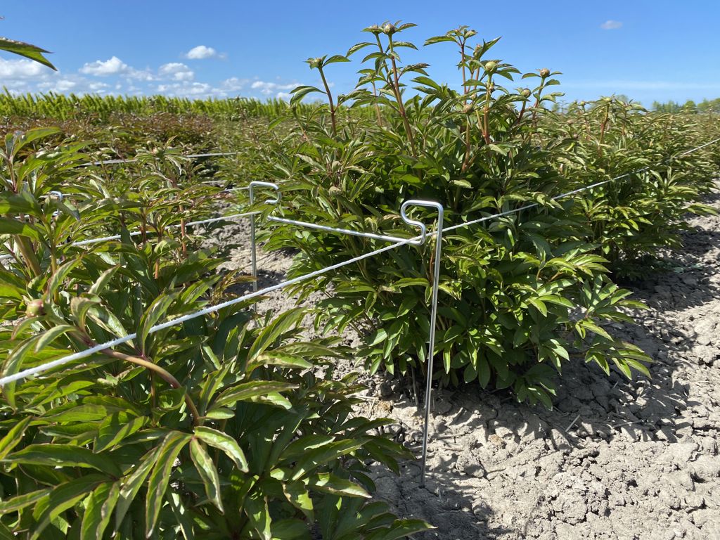 pioen-touw-steun 650x265x6mm 2e hands