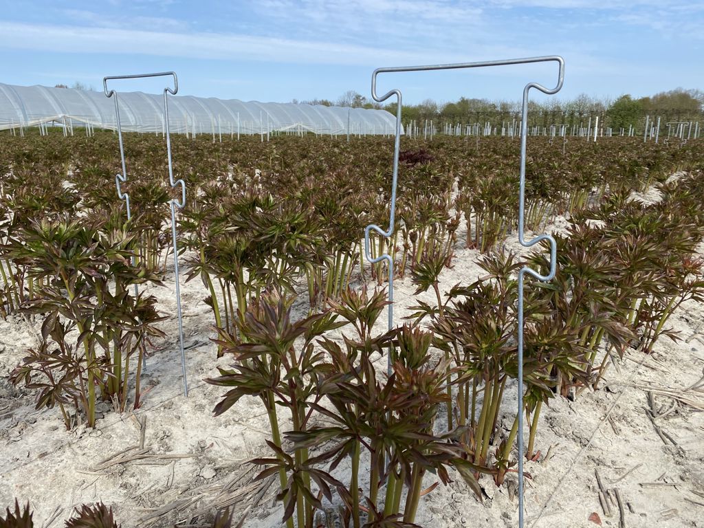 pioen-touw-steun 850x300x6mm 4 oortjes