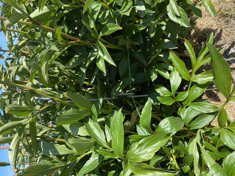 pioen-touw-steun 850x300x6mm 4 oortjes