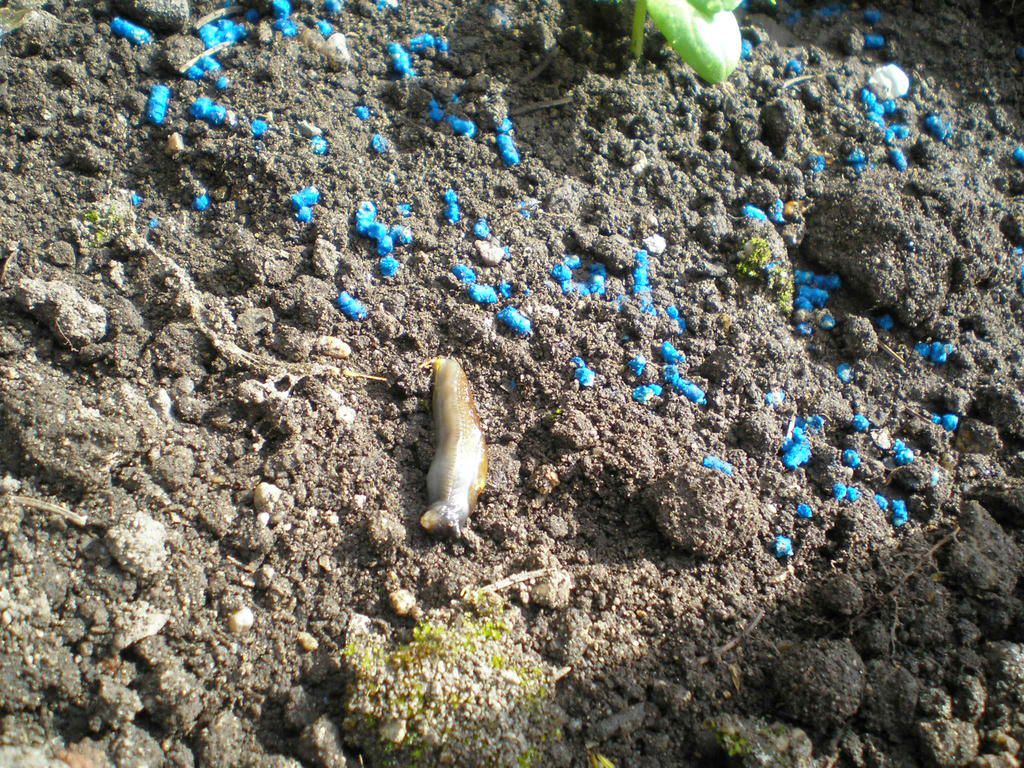 Metarex Inov slakkendood 20kg