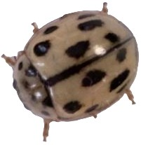 PROPYLEA 100 adults