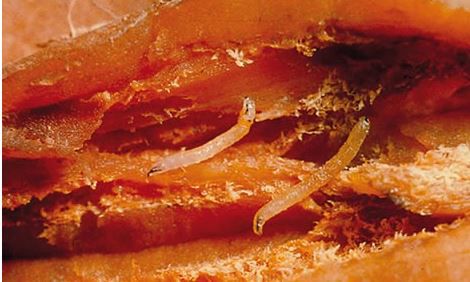 Feromoon Psilia rosae (Wortelvlieg)