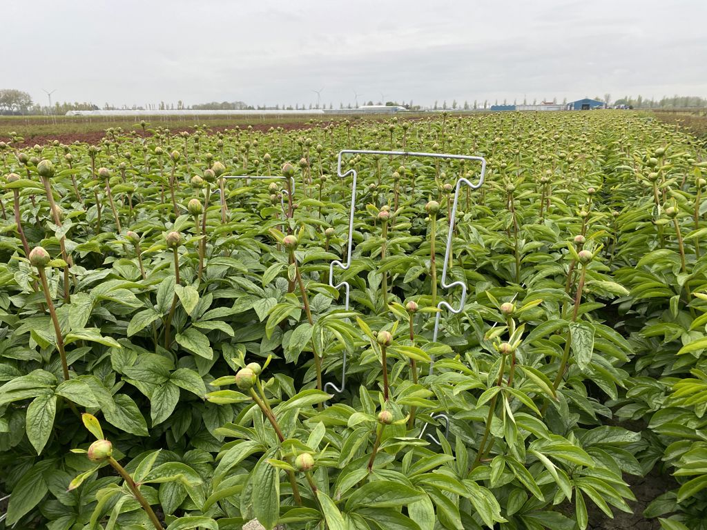 pioen-touw-steun 900x250x6mm 6 oortjes