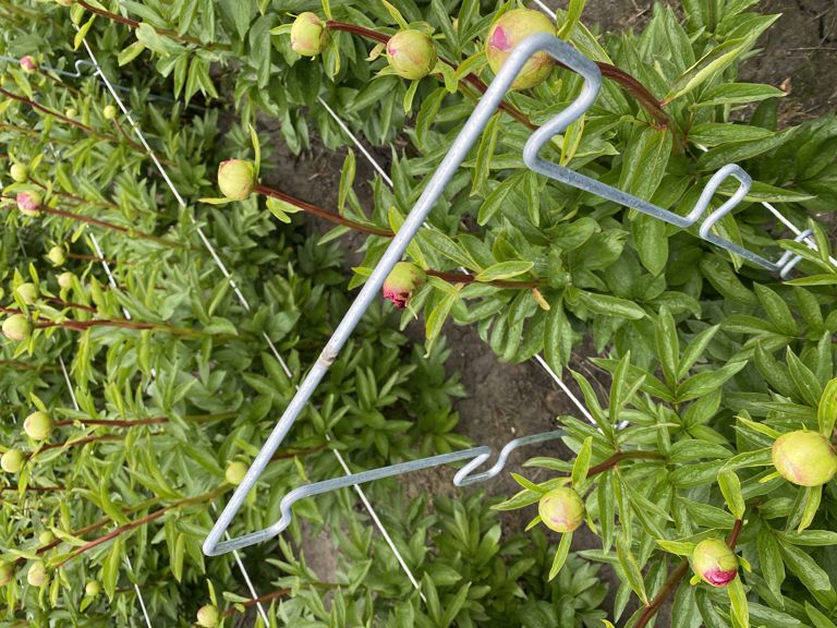 pioen-touw-steun 900x250x6mm 6 oortjes