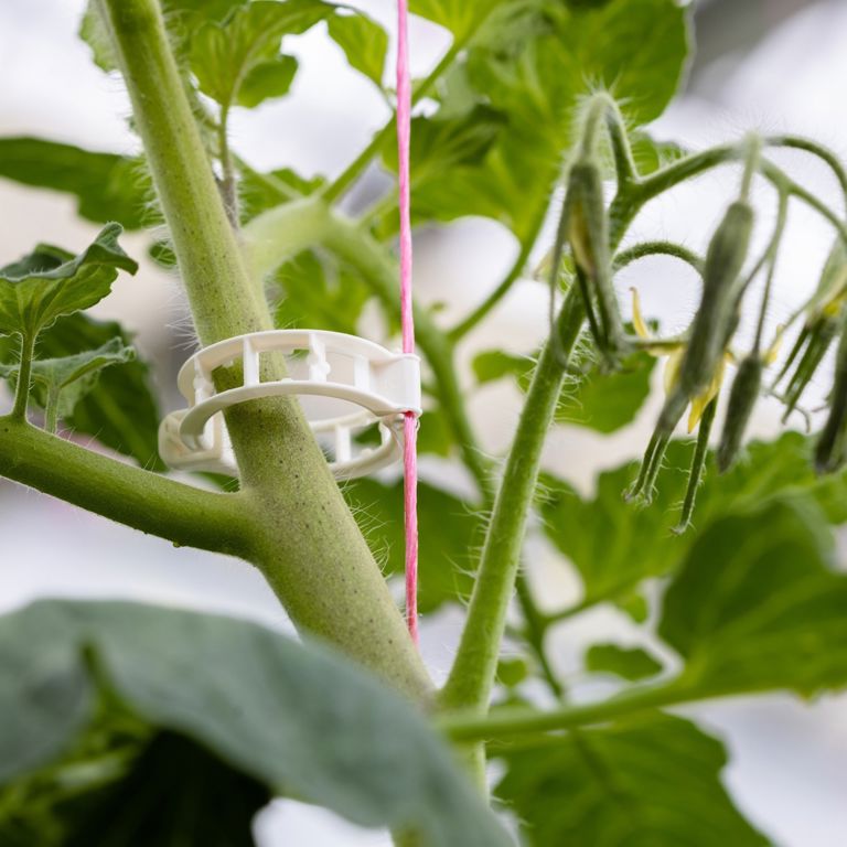 bio tomatenclip 23mm wit 12000/ds