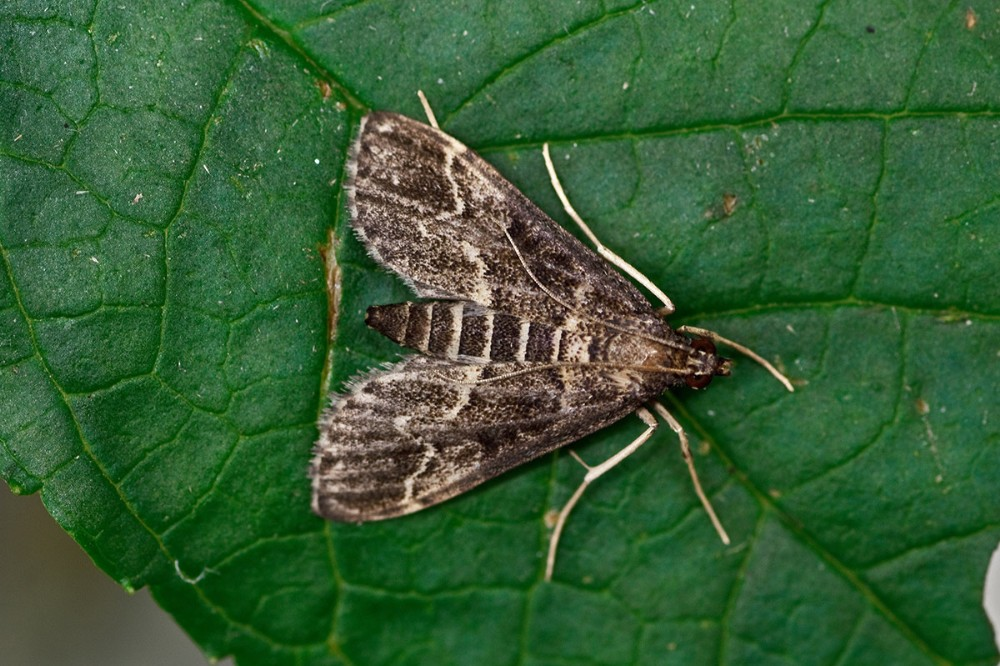 feromoon PheroDup(Duponchelia mot)10/pak