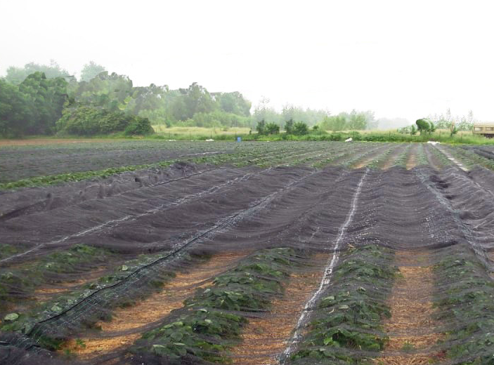 hagelnet Columba plus 35 gram 2x100m