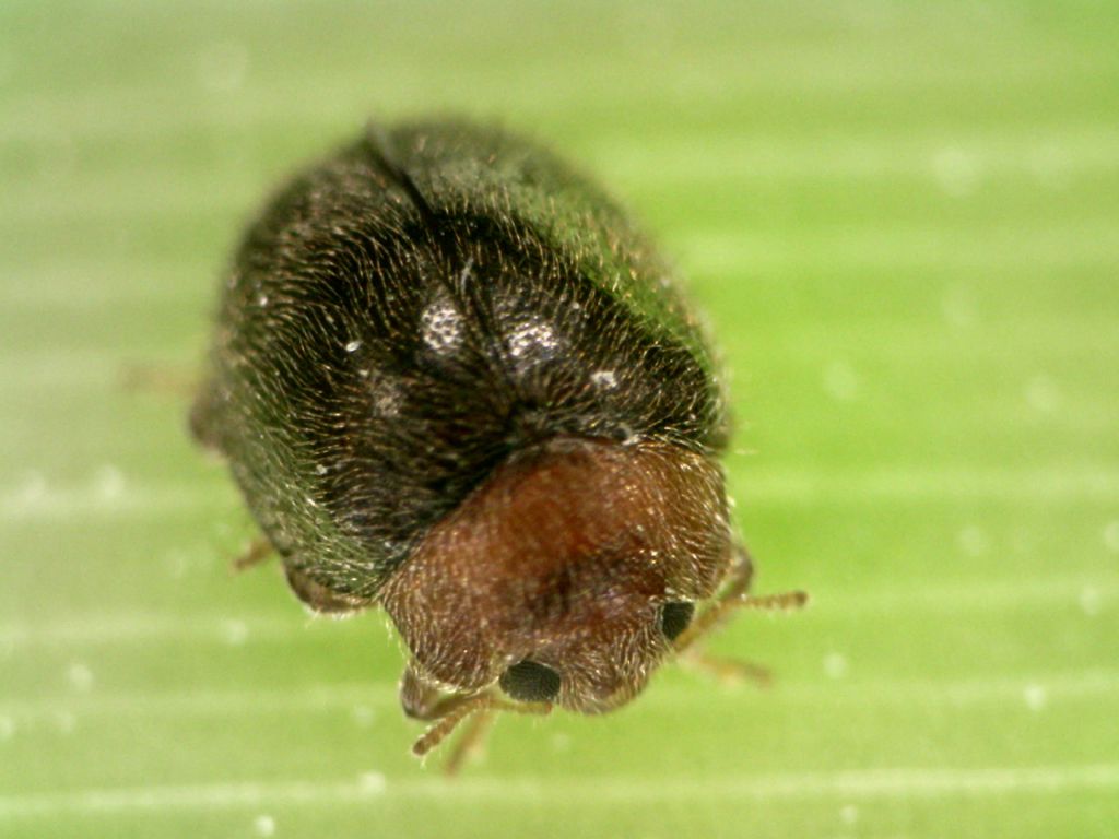 LINDIX Rhyzobius lophanthae 100/bakje