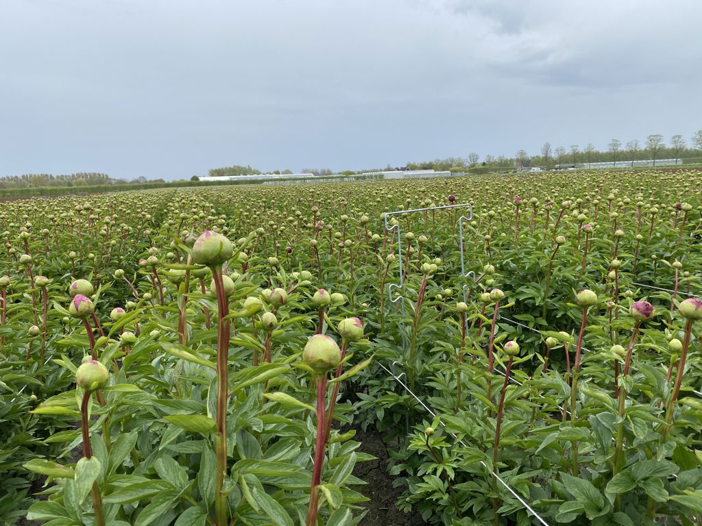 pioen-touw-steun 900x250x6mm 6 oortjes