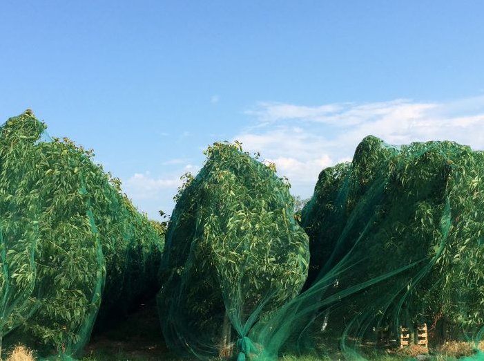 vogelnet Cordata maas 17mm 20x100m