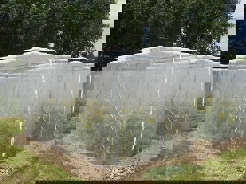 vliegengaas maas 0,95x1,35mm 4x100m