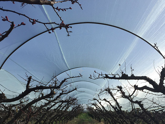 bijengaas 65 gr/m² 200x2m