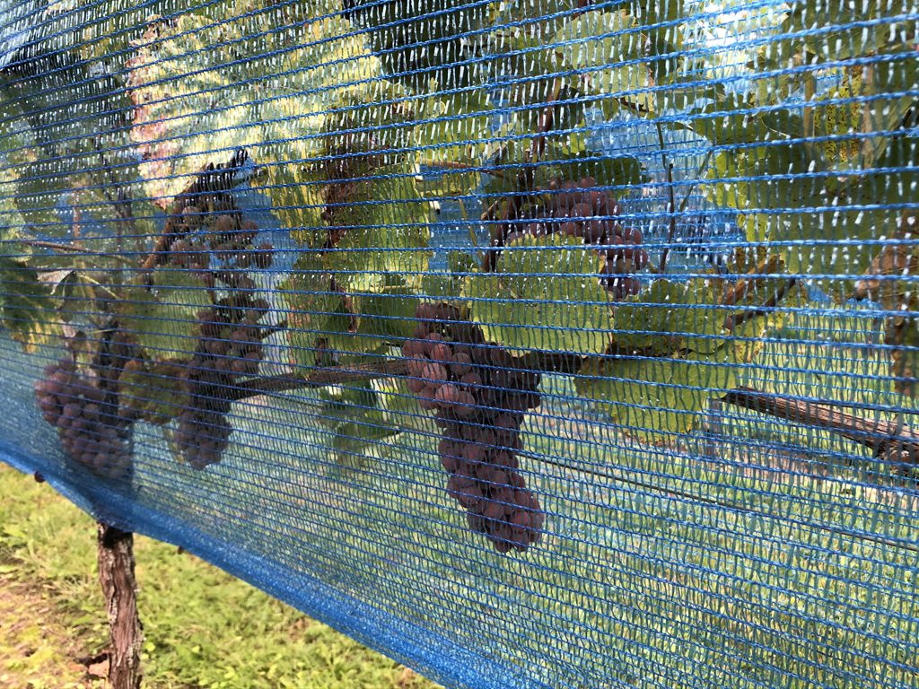 wespennet Vinea blauw 30 gram 0,9x250m