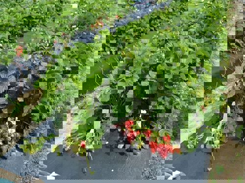 gronddoek Mulchvlies zw 50 gram 2x200m