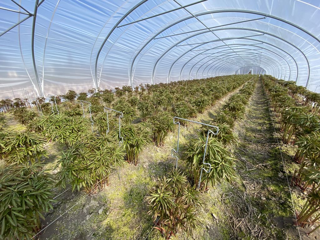 pioen-touw-steun 750x300x6mm 4 oortjes