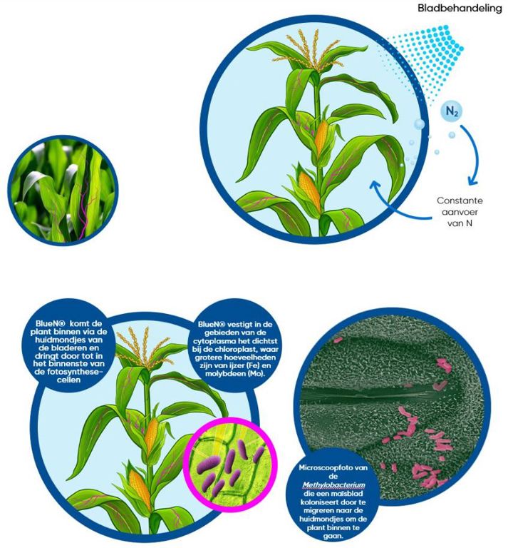 BlueN Stikstofbindende bacteriën 1kg