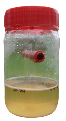Drosophila suzukii deltaval