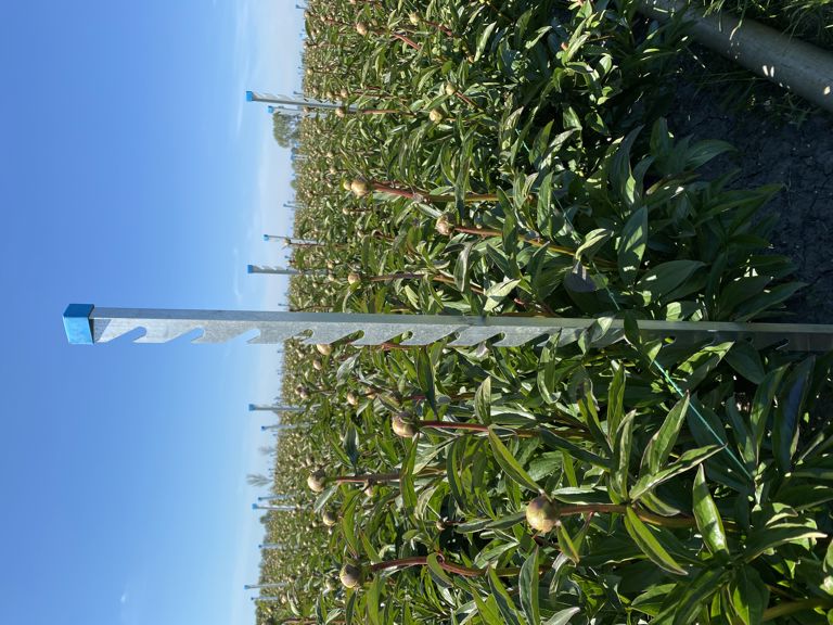 alu. T-profiel 120/15 smal, excl. dop