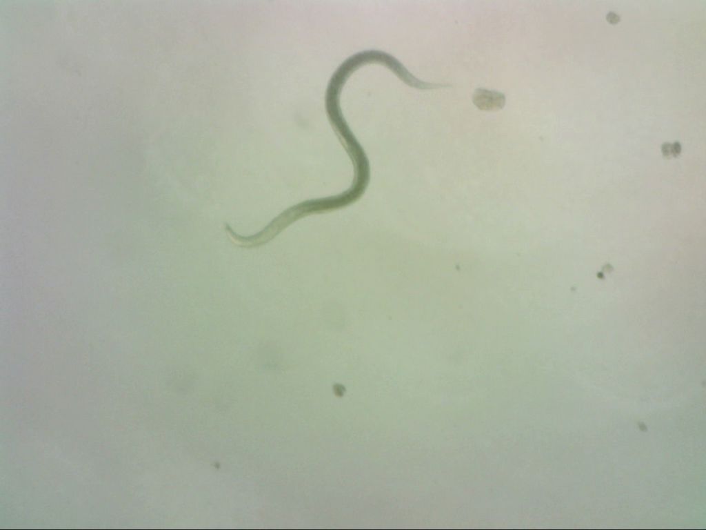 Nemaslug-2.0 250 miljoen