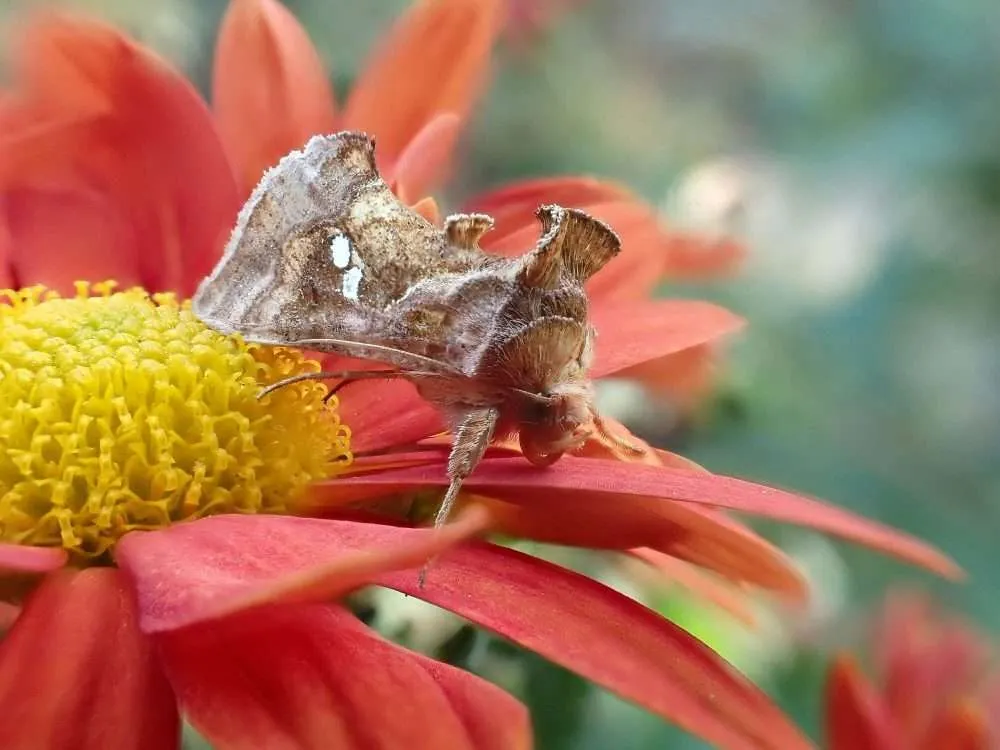 feromoon PheroDeixis (Turkse Mot) 10/pak