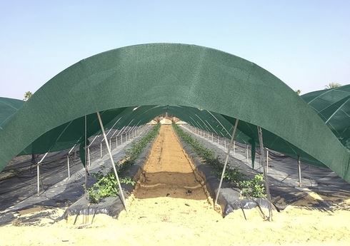 schermgaas Avoida 112mmt 6x100m groen