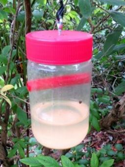 Drosophila suzukii ophanghaakje