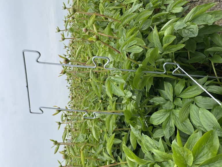 pioen-touw-steun 900x250x6mm 6 oortjes