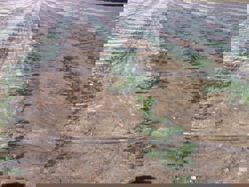 insectengaas light geweven 13x100m