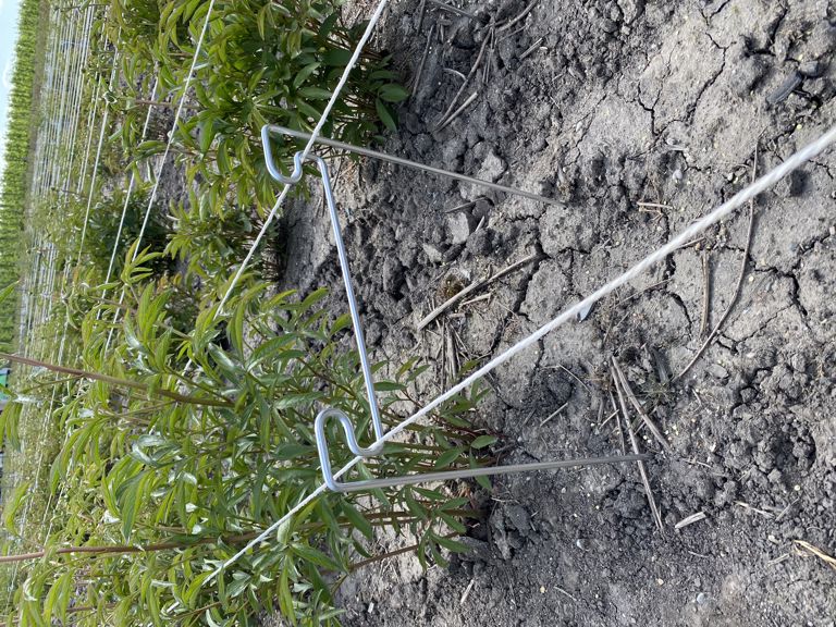 pioen-touw-steun 650x265x6mm 2e hands