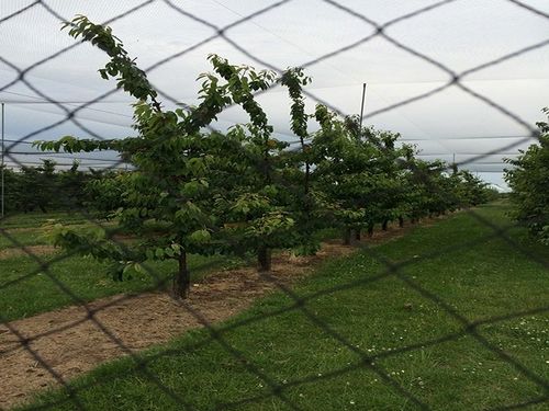 vogelnet Cordata maas 22mm 20x100m